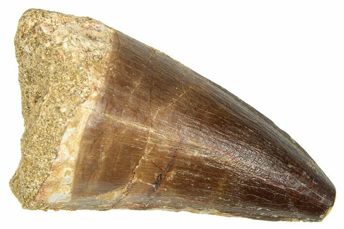 Fossil Mosasaur (Thalassotitan) Tooth - Morocco #374526